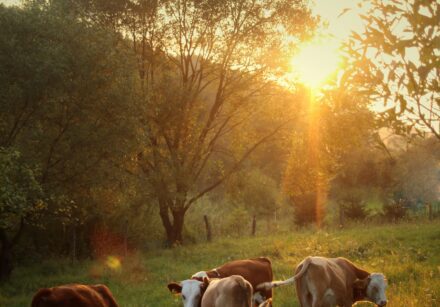cows in a meadow