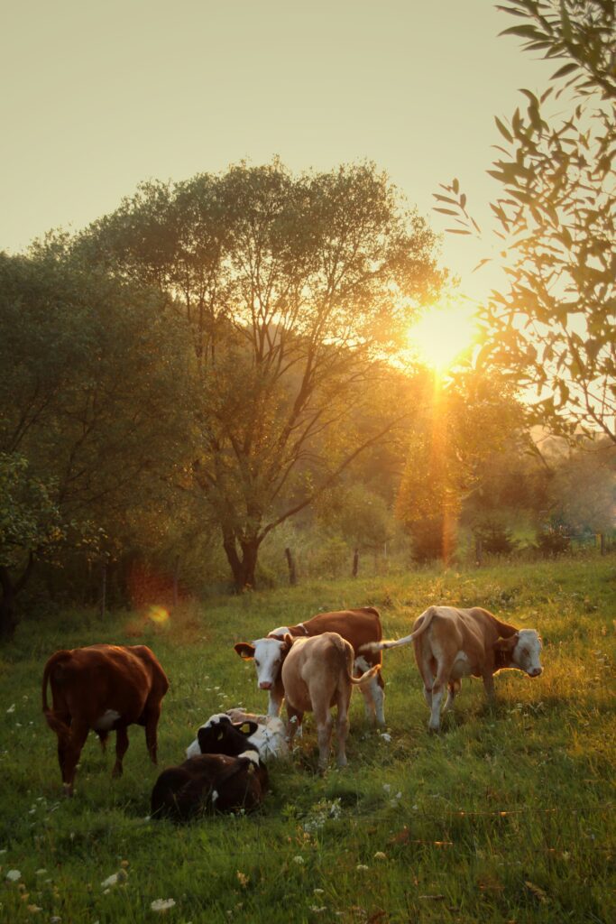 cows in a meadow