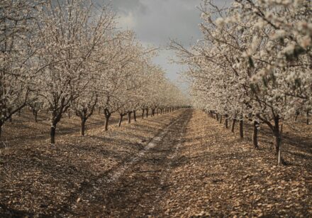 almond trees